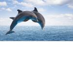 Dolphin Army Forever