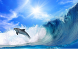 Clearwater marine aquarium interview center
