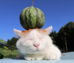 The Kingdom Of Cats!