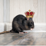 -rAt kIngdom-