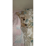 The puppy fanpage