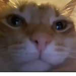 Sussy Cheeto