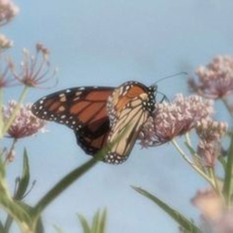 Aesthetic Butterflies~