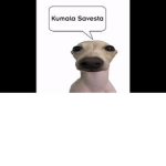 Kumalala dog