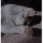 ~ The Kitten/Cat Group! ~
