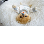 -aesthetic puppys-