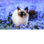 <SpiritClan>