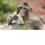 วานรไม่กินผัก
