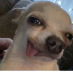 angel is my dog.