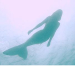 • The Mermaids •