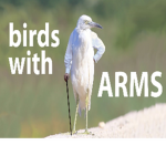 birds with arms