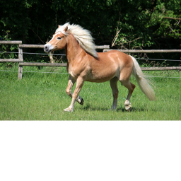 Horse Life [BETA]