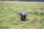 Elephants are kind
