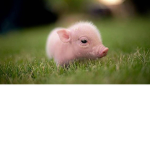 Piggy studios!