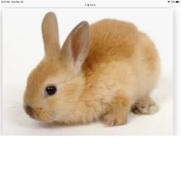 123BunnyRabbits group!!!'s Place Number: 0