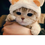 유림의 생활 입니당