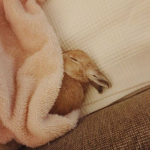 pinkpet