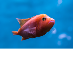 tHe fishii sQuad