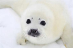The seals EMPIRE.