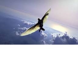 [Read Desc] Avian RP