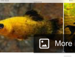The little fishys