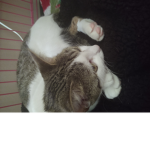 KittyKatClan