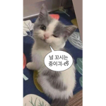 짬마꼬야뽕
