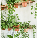 green sprouts