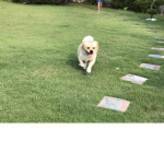 The Best Is Doggie Team