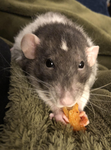 Rat community!!!