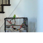 Ginger and Greenie!