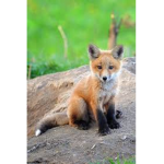 The Baby Fox Club