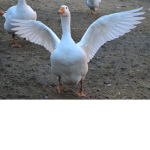 GoobDaGoose