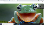 Amphibian Army