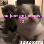 Theonlymeowmeows