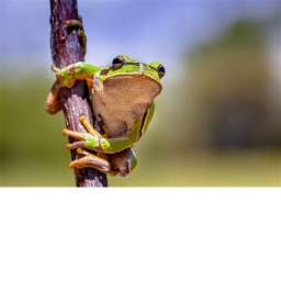 FROG  obby
