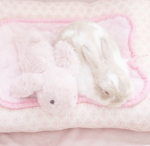 Adorbs Kitti Crew