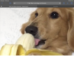 Doge and banana