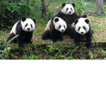 the cool panda's