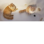 Rusty and Dusty's