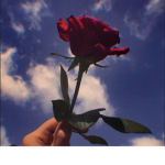 !Red_Roses!