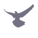 -The Falcon Federation-