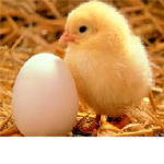 Chicken Group