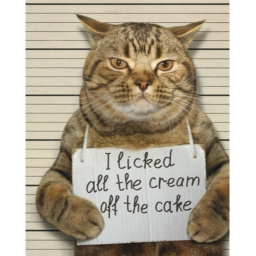Funny Cat
