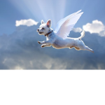 This dog is flying