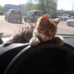 Catsent