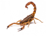The Scorpion Club!