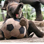 elephant ELEPHANTS!