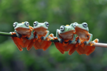 Frogs gather