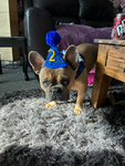 pixie yoda